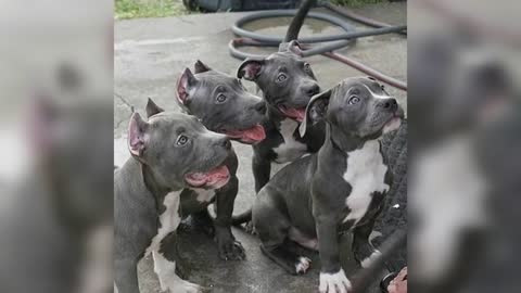 Hermosos cachorros pitbull