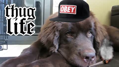 Newfoundland puppy joins the thug life
