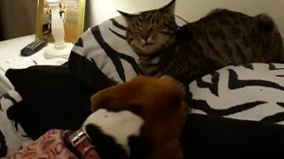 Unconditional Love between Cat and Dog!