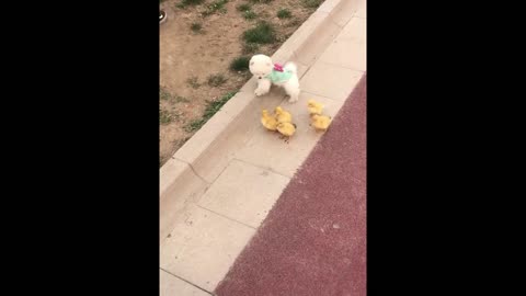 little cute dog leading the ducklings