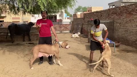 Promoting Indian Royal Dog Breed