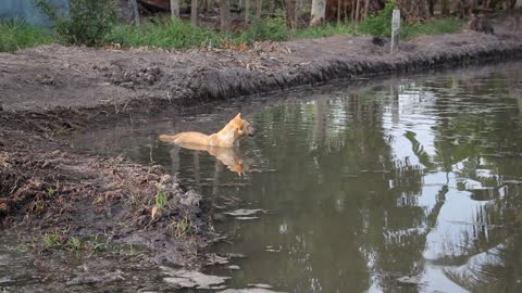 Dog lake swimming