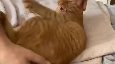 Cute and funny cats