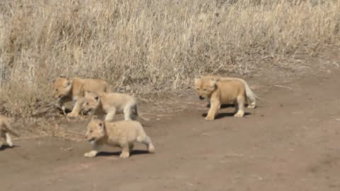 Beautiful Lion Kids With Mother Roaming Freely Save Environment