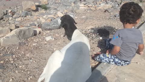 Humaid played with goat 🐐 😆