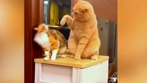 Cat unbelievable moment so funny and comedy🤣😂