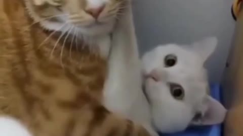 Cat video funny video