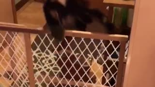 Black puppy dog jumps over brown and white gate