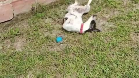 Cute puppies doing funny things in seconds