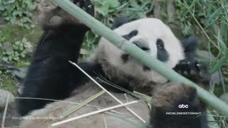 Giant pandas arrive at San Diego Zoo ABC News