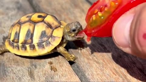 Turtles 🐢 🐢 is eating tomato 🍅🍅