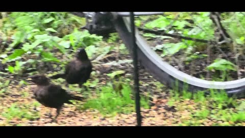 Common Gackle, South Dakota Backyard Feathered Friends