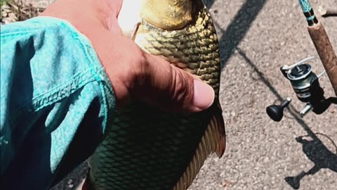 Common carp