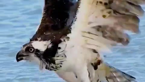 Osprey catching fish