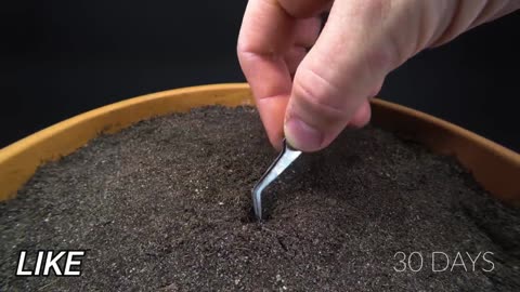 APPLE TREE Growing From Seed TIME LAPSE - 171 Days