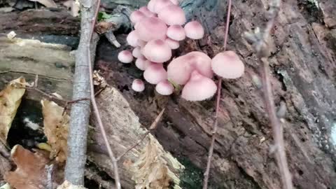 Poisenous Mushrooms in the Midwest USA