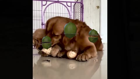 Dogs Love Eating Different Vegetables