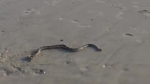 Snake on the Sand