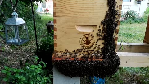 Time Lapse Bee Hive