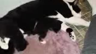 Male Cat Becomes Foster mom