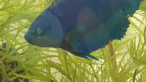 Blue Fish Beta Flaring