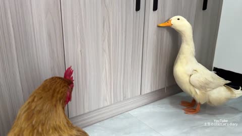 So funny cute--_duck is very angry because he was abandoned by the cat_The cat hugs the hen to sleep