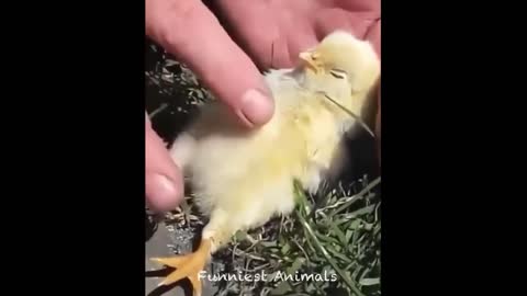 Cute bird - funny moment