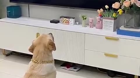 Dog Watching TV | Hilarious Reactions to Favorite Shows! #FurryFunFiesta