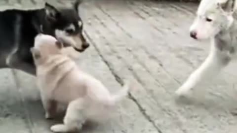 The funniest dog and puppy moments #amazing#funny#videoshort#dogshorts