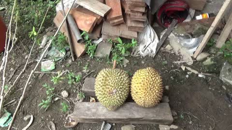 Enjoying Sumatra Durian