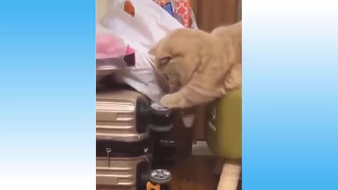 Funny Cat Videos