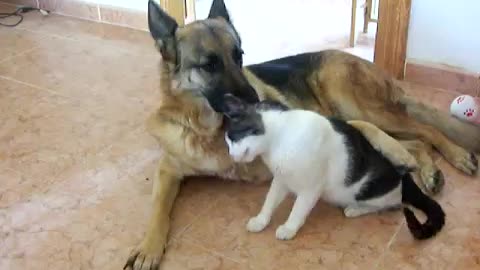 cat and german shepherd are in love