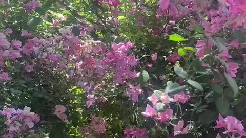 The blooming of pink flowers on the red lace