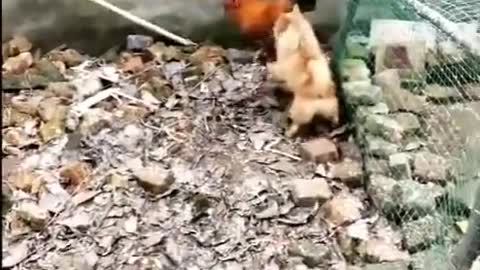 Chicken VS Dog Fight - Funny Dog Fight Video