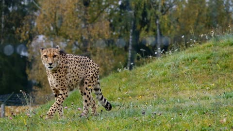 Cheetah in forest