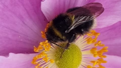 Beautiful Cute Bee On A Flower