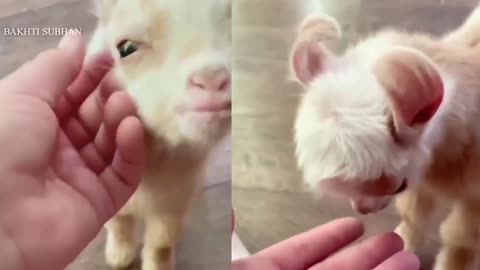 Most Funny and Cute Baby Goat