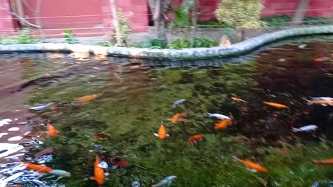 KOI FISH