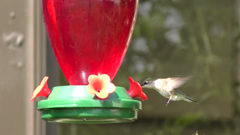 Ruby Throated Hummingbirds female feeds on nectar from feeder