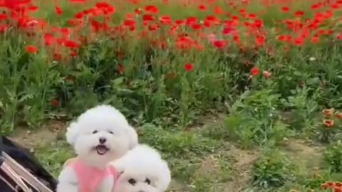 Cute animal dog videos