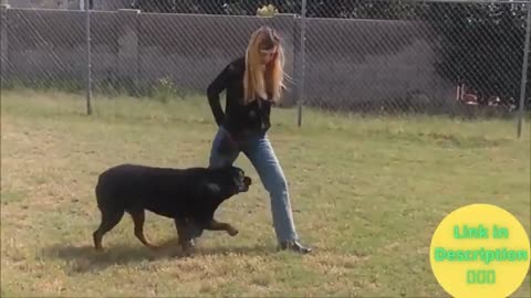 Basic Dog Training/Brain Training For Dog!