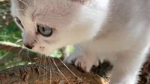 White kitty trying to climb on the branch of tree..