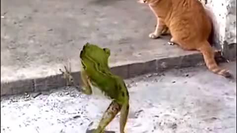 What will the cat do to the frog while it dance openly?