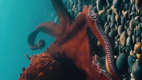 Amazing Capture of Giant Pacific Octopus