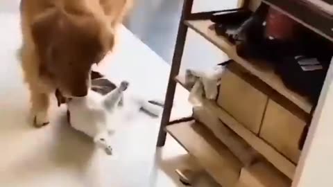 Unlikely Friendship_ Astonishing Cat and Dog Duo! Short