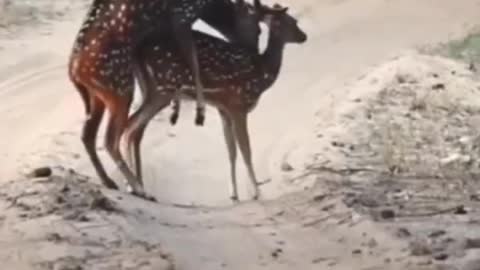 Deer mating