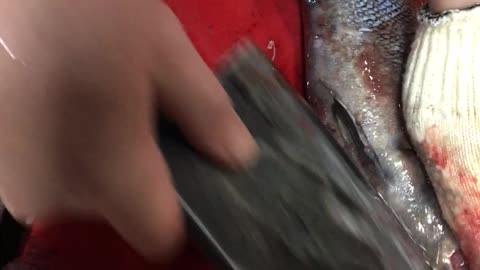 Grooming a Rockfish for Shushi.