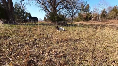 Learn from my mistake! Naughty rams interrupt live birth!