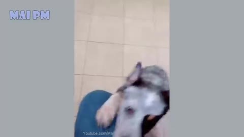 Funny Dog Videos 2020