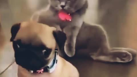 Cutest puppy and cat